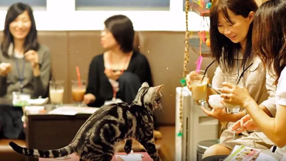 V této restauraci se volně pohybuje několik desítek koček!