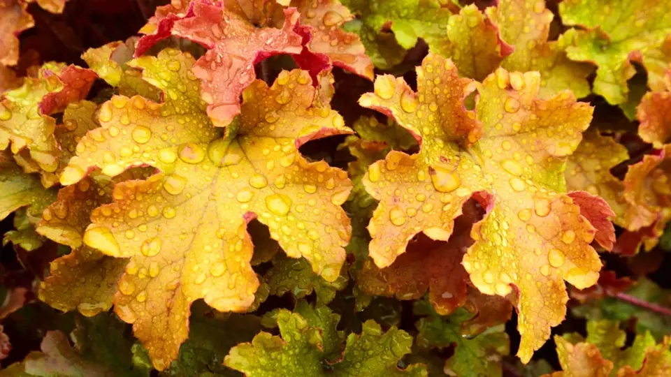 Dlužicha (Heuchera), odrůda Marmalade s podzimními barvami