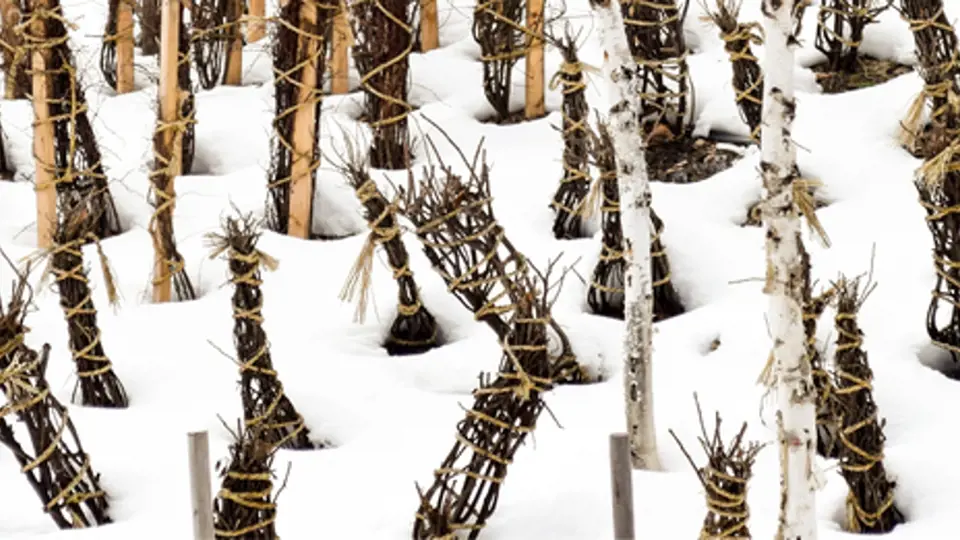 Zimní ochrana stromků