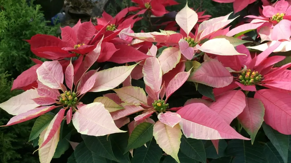 Vánoční hvězda má mnoho barevných variant. Růžová a krémová jsou ty méně obvyklé.