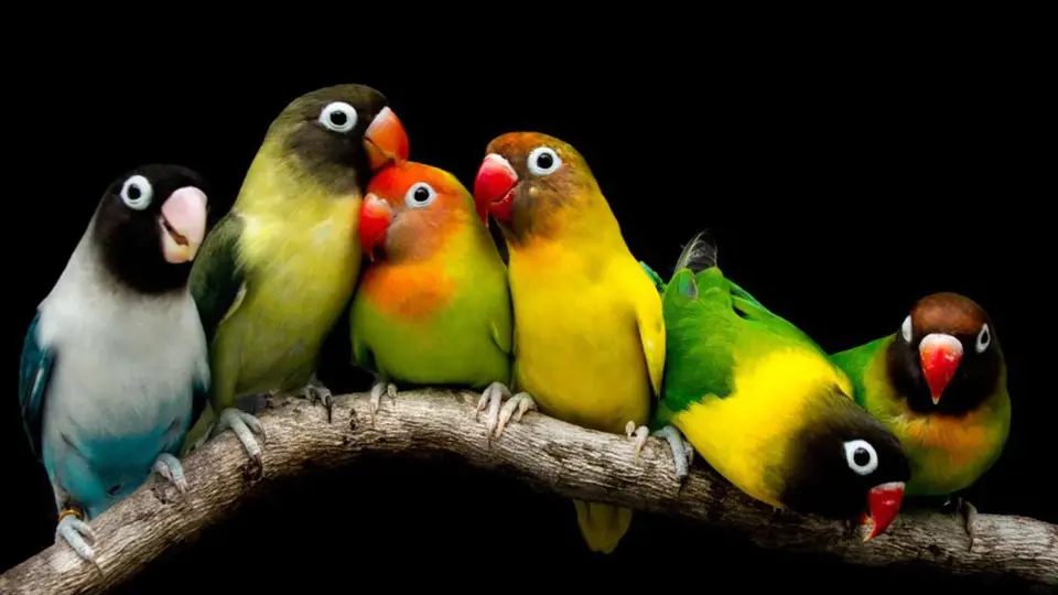 Papoušíci jsou velmi snášenliví, ideální je chovat jich více pohromadě
