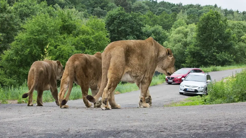 V roce 2015 Zoo Dvůr Králové otevřela pro veřejnost Lví safari, jediné svého druhu nejen v ČR, ale i ve východní Evropě.