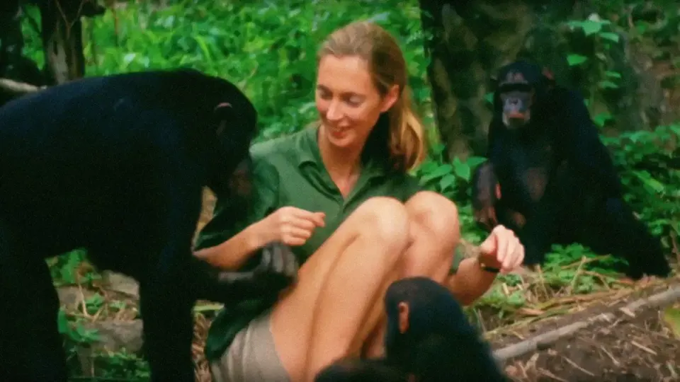Dokonce se stala i členkou šimpanzí rodiny.