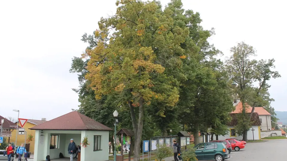 Ošetřováním stromů v centru Jankova, i v přidružených obcích, se nyní zabývají odborníci.