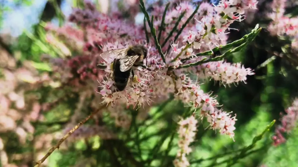 Květy tamaryšku jsou atraktivní i pro hmyz.