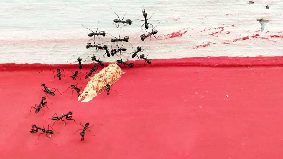 Zbavit se mravenců v bytě není snadné.