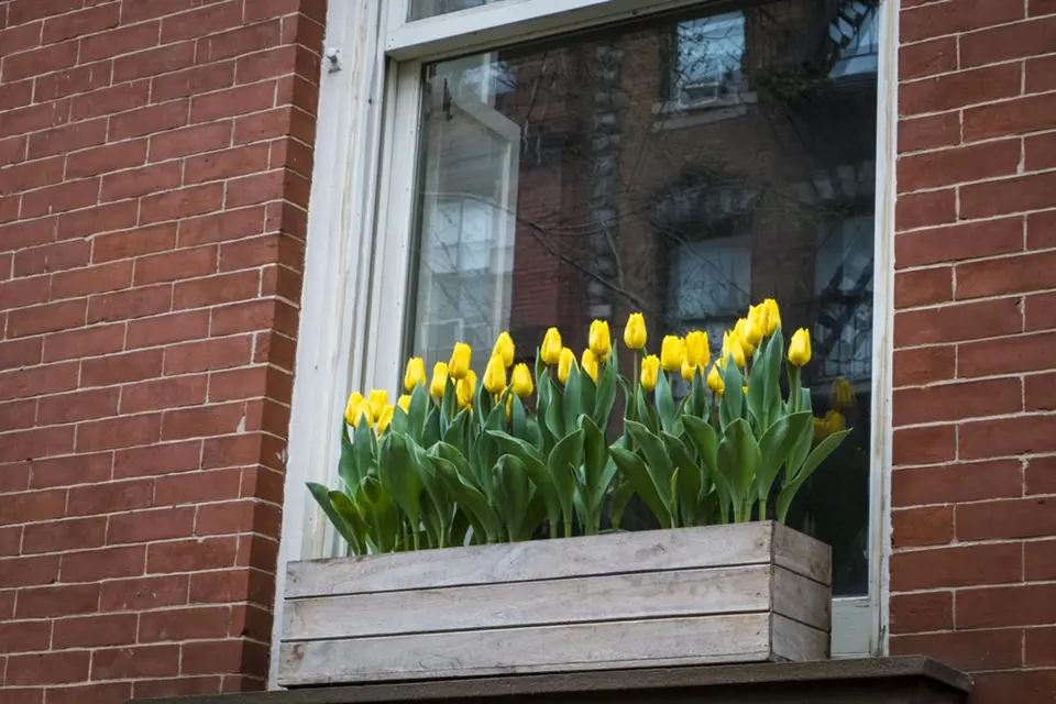 Truhlík osázený pouze žlutými tulipány vypadá báječně, ale pokvete pouze krátký čas.