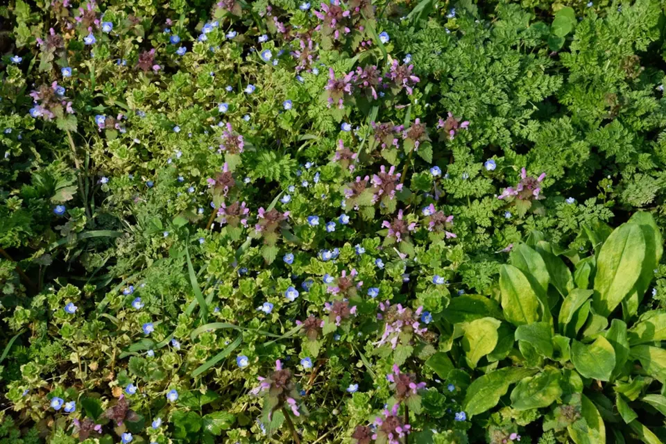 V trávníku není vítaná ani hluchavka nachová (Lamium purpureum). fedoseevaolga