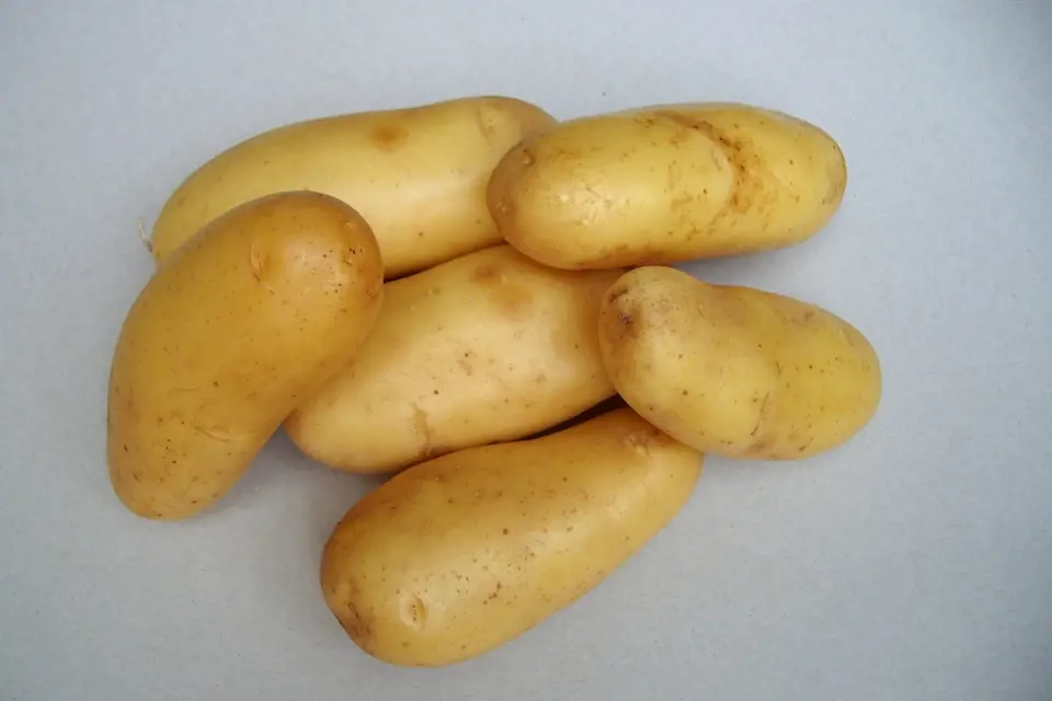 Odrůda brambor Anabelle