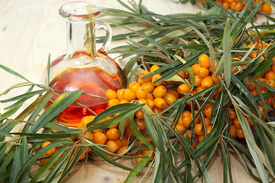 Rakytník lze vyluhovat v olivovém oleji