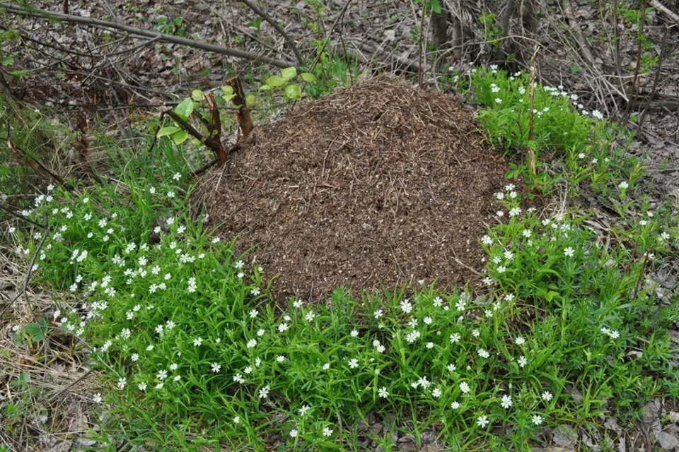 Květiny mraveniště milují, ať už v lese, nebo na zahradě