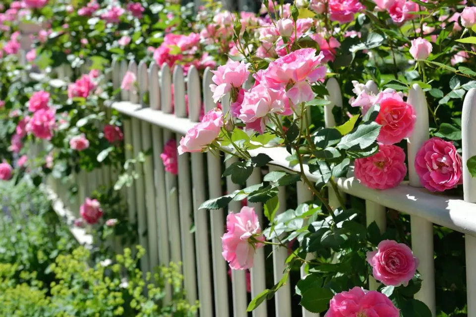 Půvabné a voňavé růže mohou zkrášlit i plot