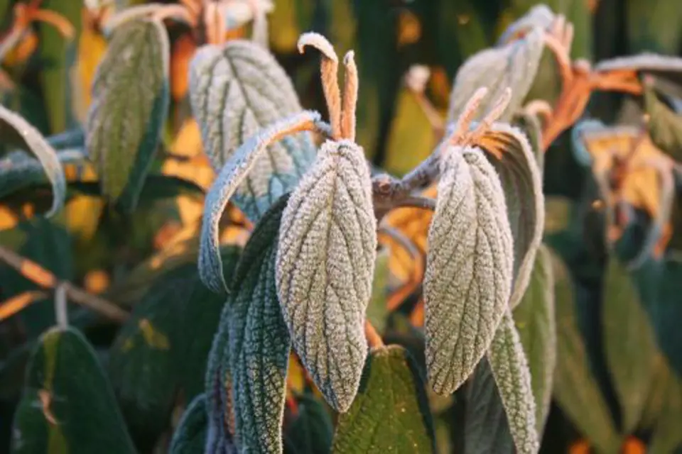 Kožovité listy kaliny vrásčitolité neopadávají ani v zimě. Pokryté jinovatkou jsou obzvlášť krásné