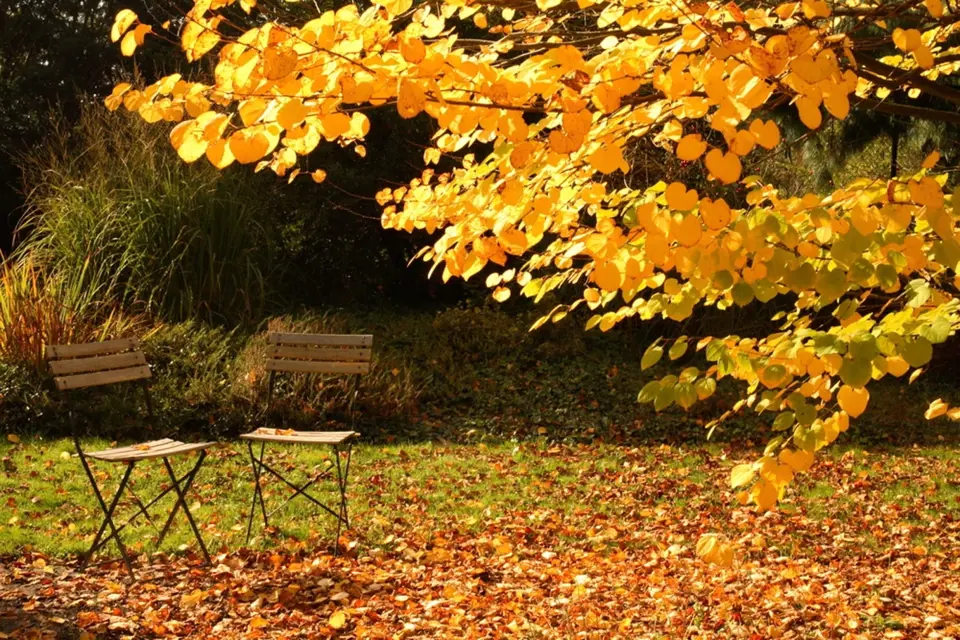 Zlatožluté listy dodají podzimní zahradě zvláštní kouzlo.