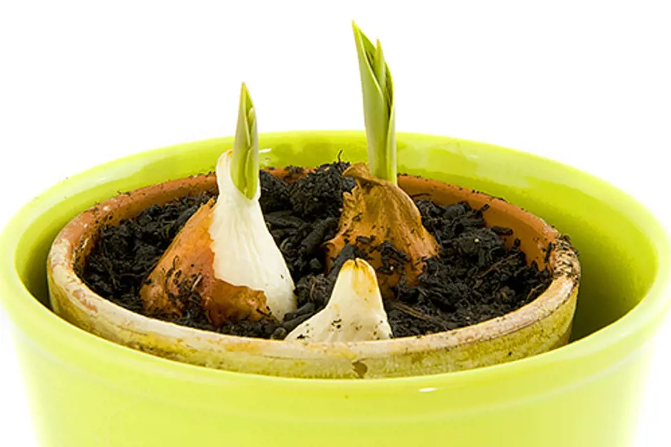 Narcisy, hyacinty i tulipány nejlépe raší  na teplém a světlém místě