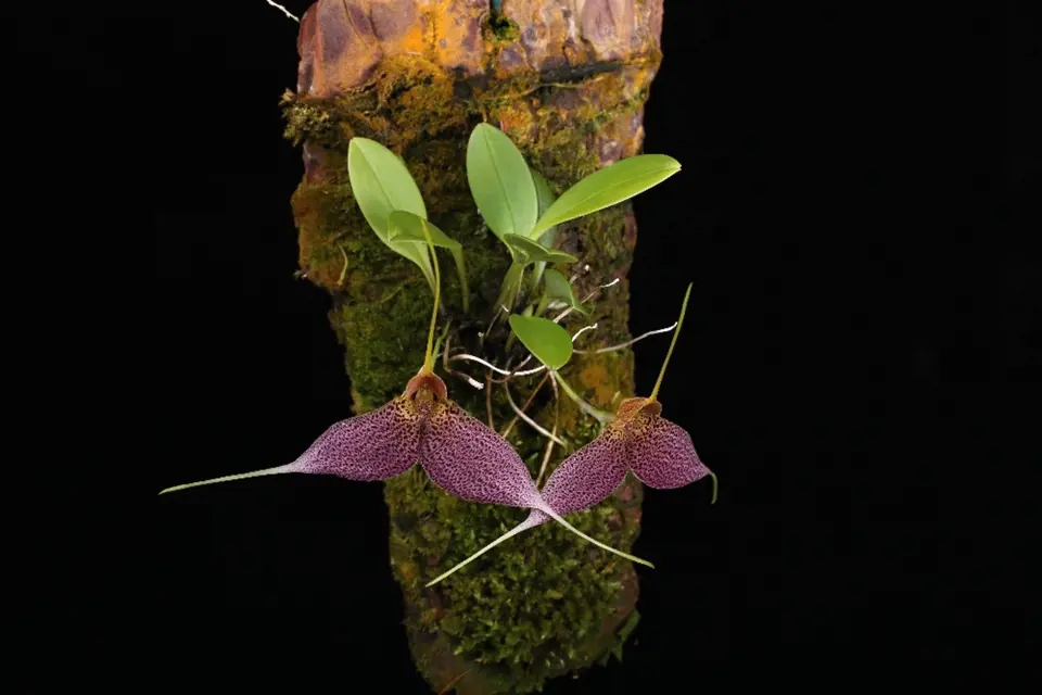 Miniaturní orchidej Masdevallia decumana