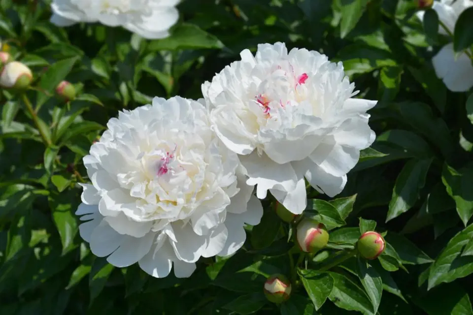 Plnokvěté odrůdy (Paeonia lactiflora) jsou velmi populární pro velké nádherné květy mnoha barev.
