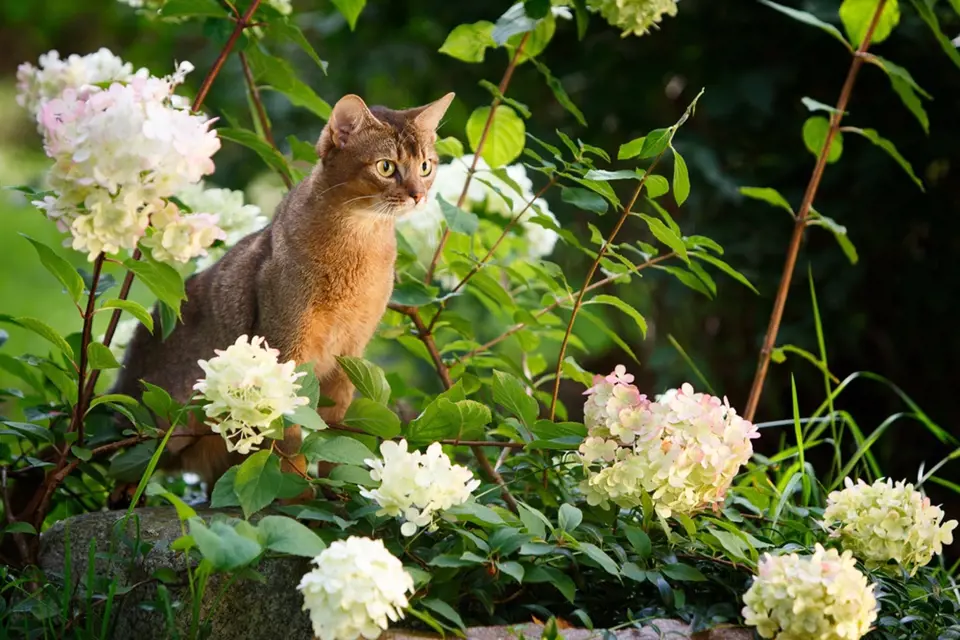 Kočky můžeme buďto zahnat, nebo přilákat pomocí specifických druhů rostlin