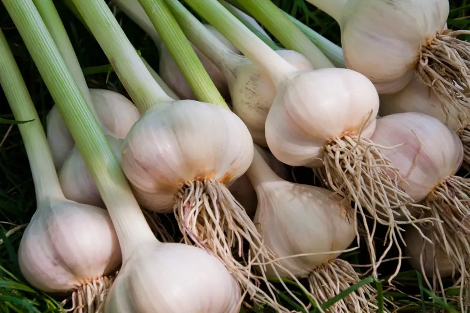 Na pultech obchodů lze český česnek poznat od importovaných odrůd prakticky ihned.