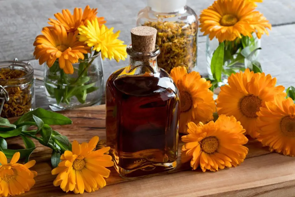 Hojivý olej připravíme macerací květů, nejlépe v zastudena lisovaném rostlinném oleji