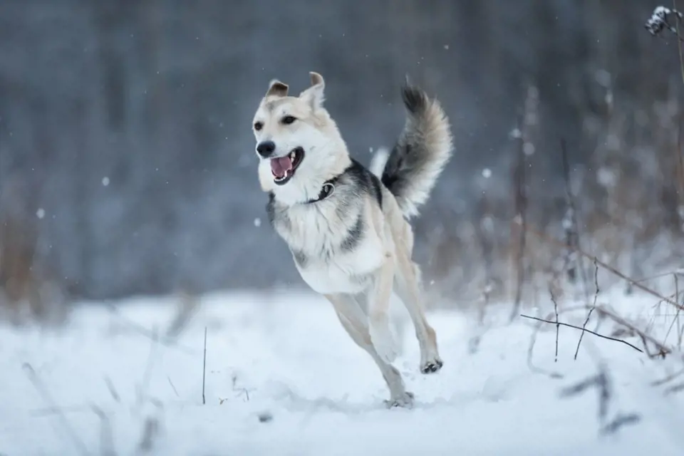 Některé rasy psů snášejí zimu mnohem lépe než parné léto.