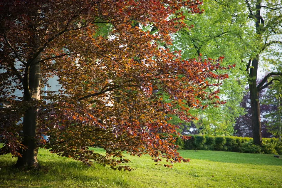 Okrasná varieta buku lesního může mít listy nevšedně zbarvené po celý rok, nejen na podzim