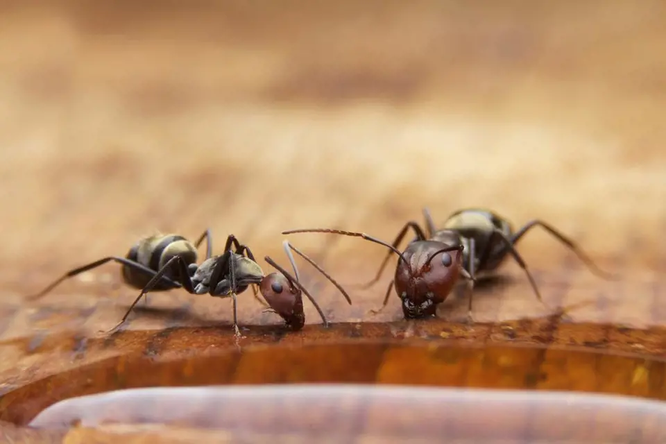 Ilustrační foto - mravenci na stole