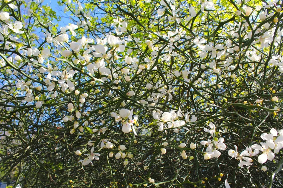 Citronečník trojlistý je atraktivní pro množství bílých květů.