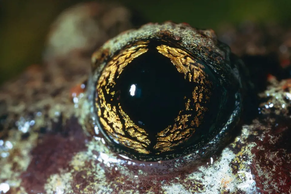 Žáby mají kouzelná očka.
