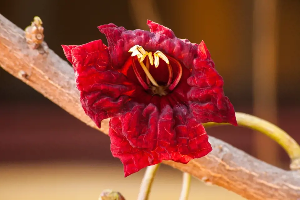 Květy salámovníku jsou až 15 cm velké a silně zapáchají.