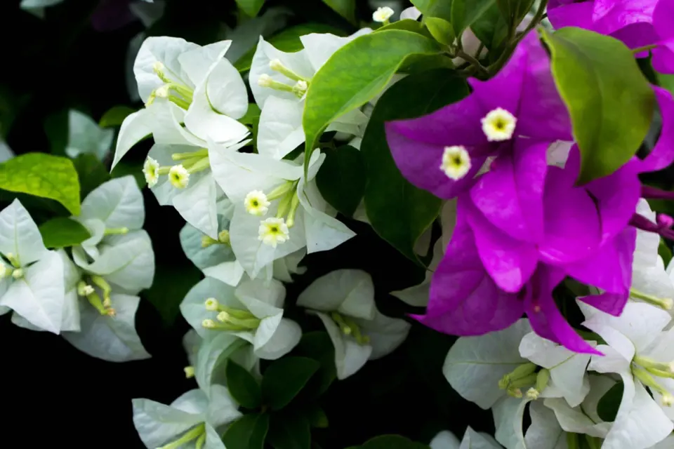 Bugénvilea nádherná (Bougainvillea spectabilis) - bíle a fialově kvetoucí.