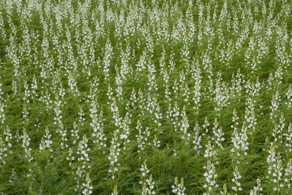 Na zelené hnojení můžeme využít i lupinu bílou (Lupinus albus).