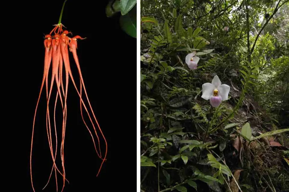 Zleva: Bulbophyllum tingabarinum, Paphiopedilum delenati