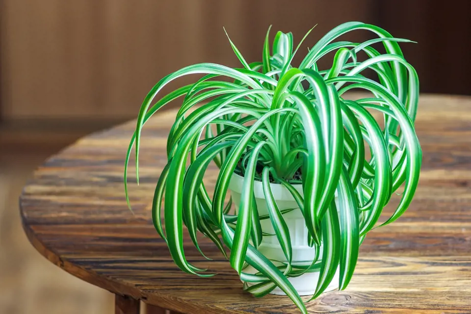 zelenec (Clorophytum) jej jednou z nějvděčnějších pokojových rostlin
