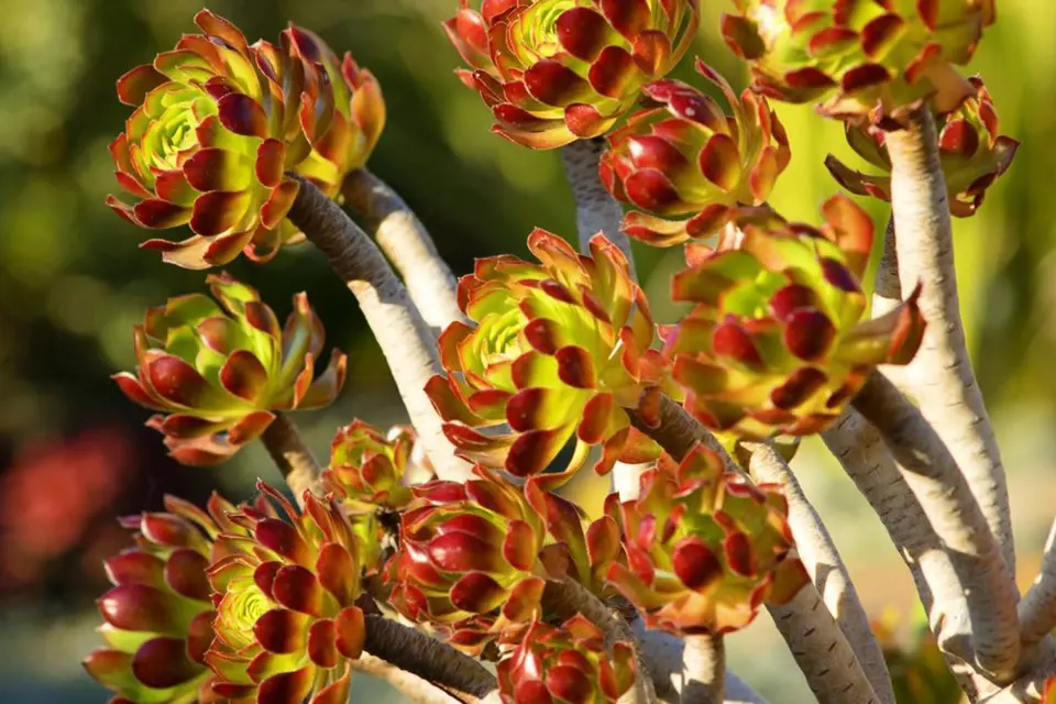 Aeonium arboreum,  varieta atropurpureum