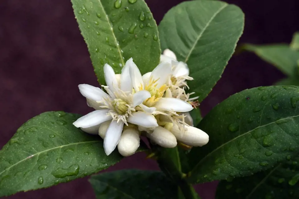 Cedráty mají květy velké asi 4 cm, silně vonící.