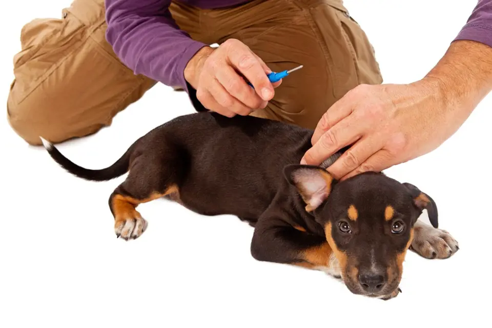 Čipování psa je dlouhodobým opatřením, které má zabránit nekalému byznysu - psím množírnám.