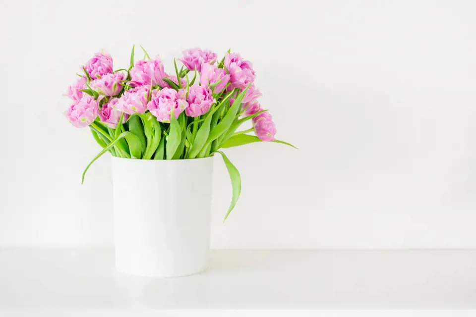 Růžové tulipány v bélé jednoduché váze jsou sázkou na jistotu. 