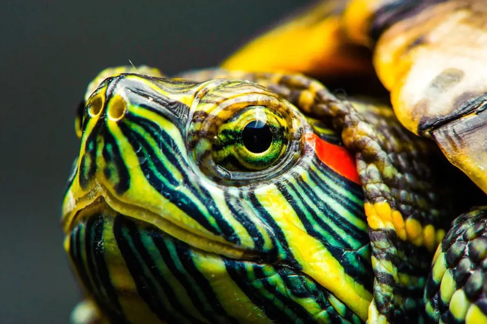 Svou nádhernou hlavu želva v případě ohrožení schová pod krunýř