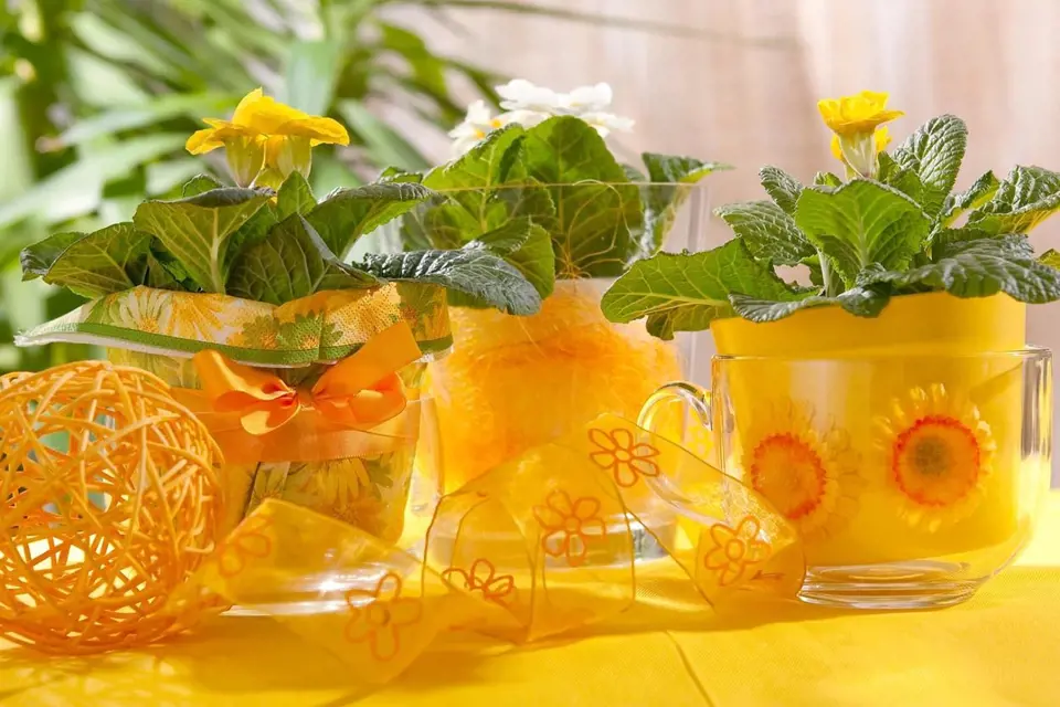 Něžné květy primulek v kombinaci se žlutými květináčky či žlutými dekorativními stuhami a ubrusem na vašem stole budou zářit, jako byste domů vnesli jarní sluníčko.