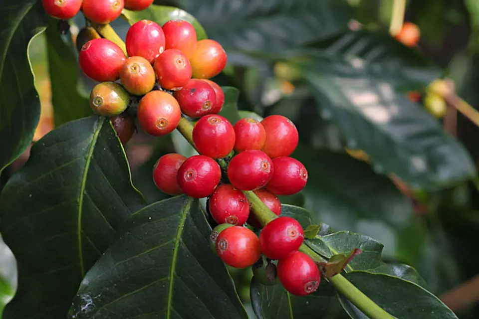 plody kávovníku