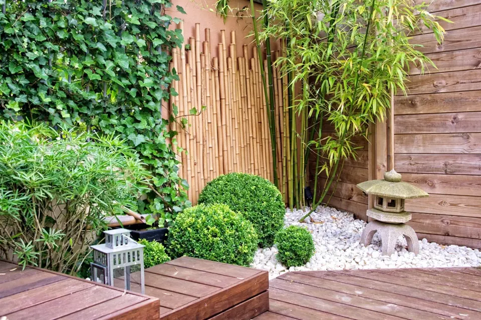 Bambus v japonské zahradě.