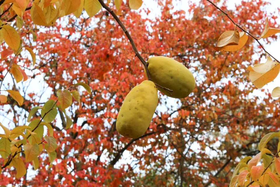 Plody cedrátu zůstávají na větvích i po opadu listů.