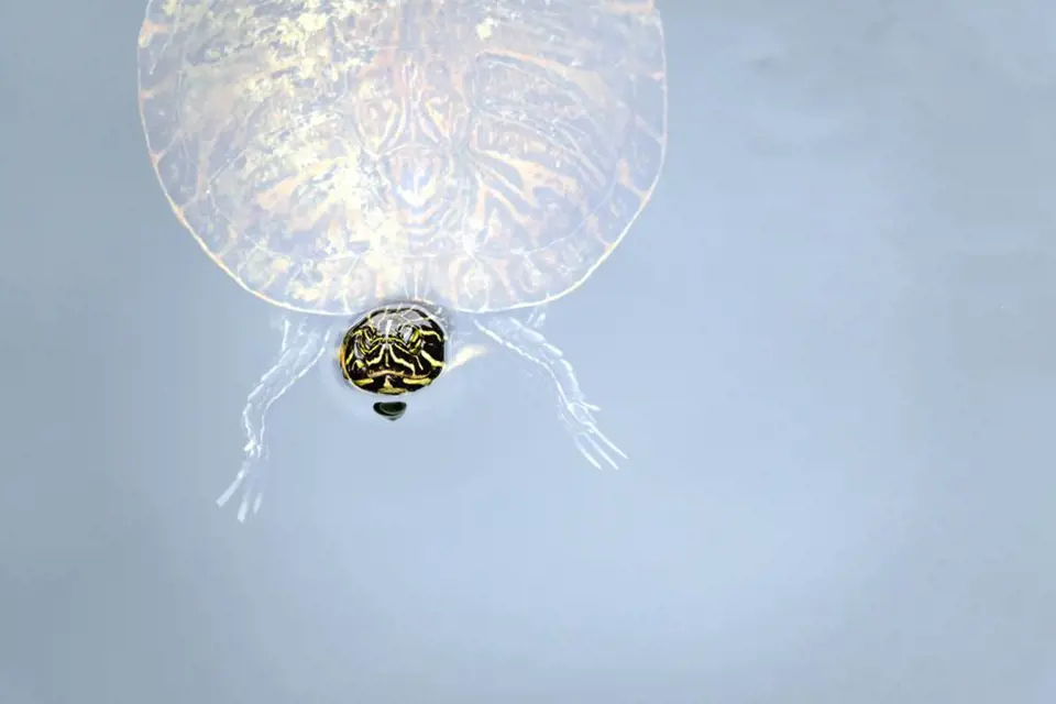 Vodní želvy jsou pod hladinou jako doma, ale dýchat musí nad ní