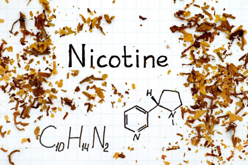 V tabákových listech je nikotin vázán na kyselinu jablečnou a citrónovou.