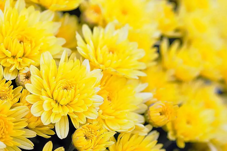 Žlutě kvetoucí chryzantéma prozáří posmutnělou podzimní zahradu.