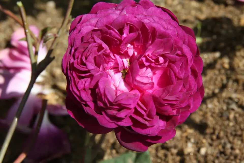 Sadová růže, odrůda Cardinal Richelieu