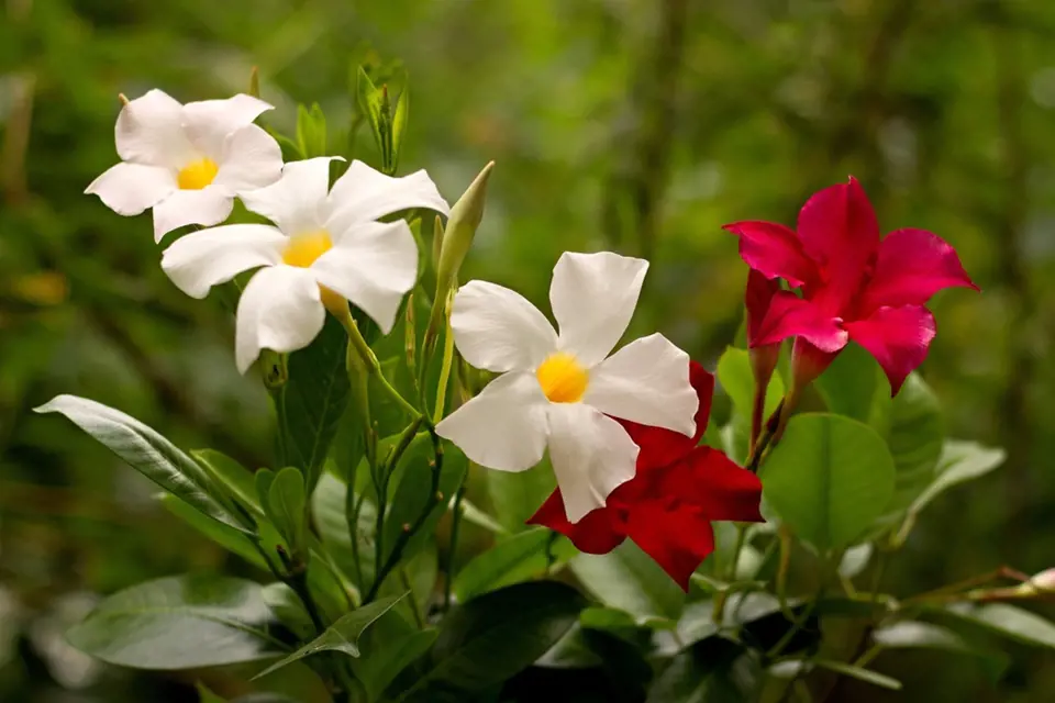 Dipladénie (Mandevilla) - bíle a červeně kvetoucí.
