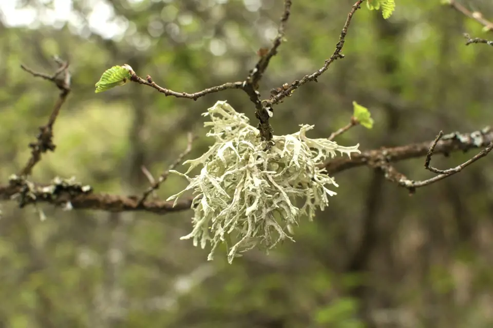 Pukléřka islandská (Cetraria islandica) roste i na kůře stromů.