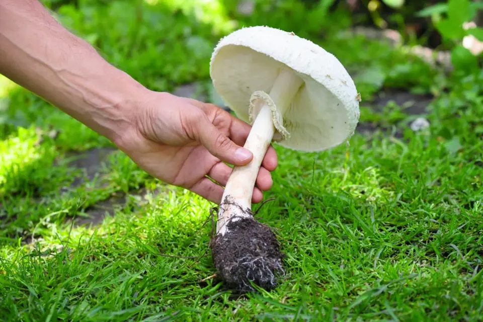 Jedlá nebo jedovatá houba?